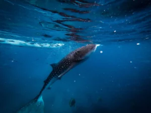 Swim with Whale Sharks in Oslob- A Once-in-a-Lifetime Adventure